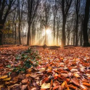 Accesorios cuadro paisaje