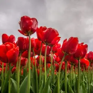 Accesorios cuadro paisaje