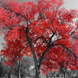 cuadro monocromático