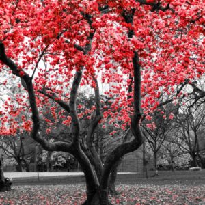 cuadro monocromático