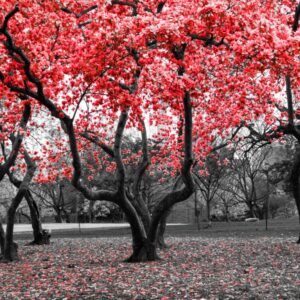 cuadro monocromático